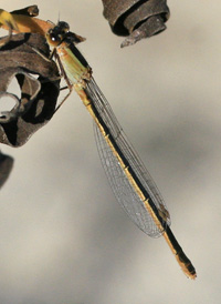 Rambur's Forktail